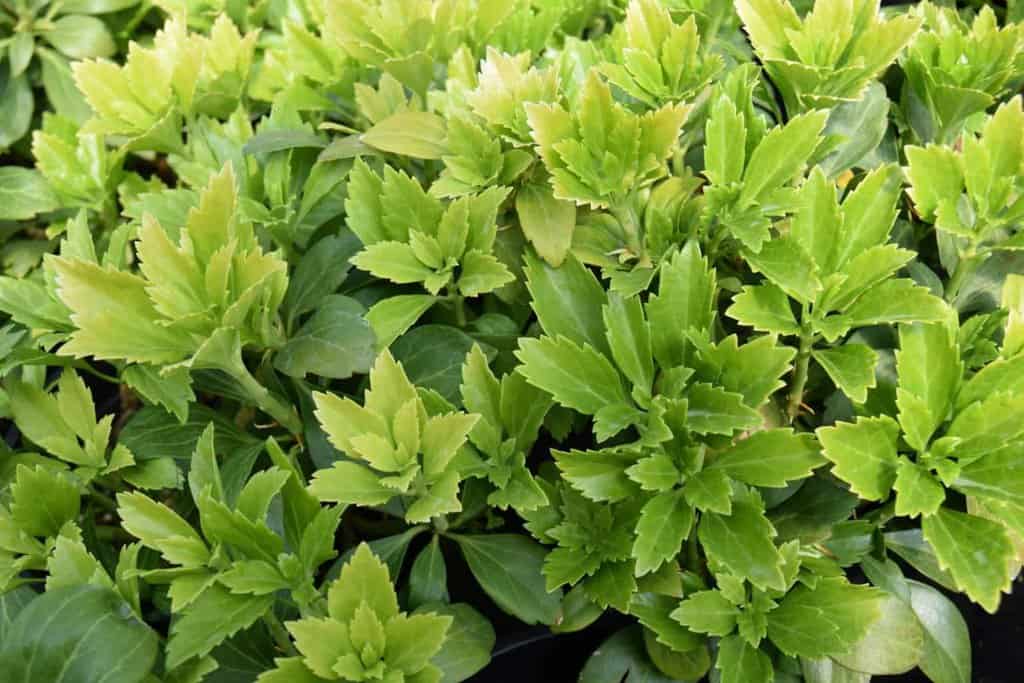 Pachysandra terminalis 'Green Carpet' ---
